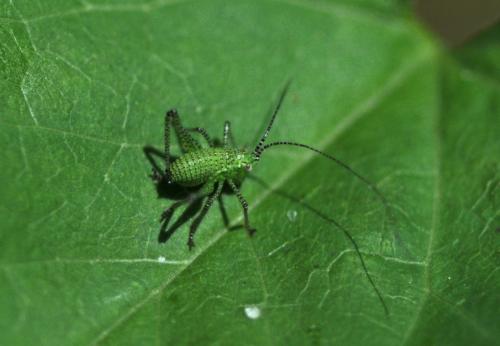 Leptophyes punctatissima